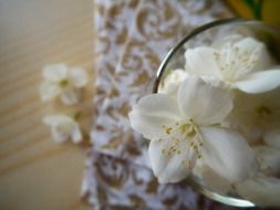 flower jasmine