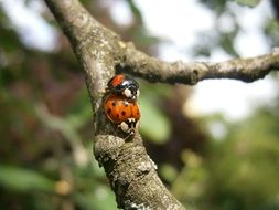 Ladybugs on the tree