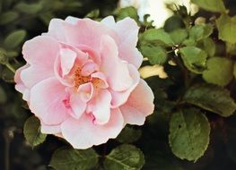 light pink rose with green leaves in the garden