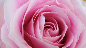 pink rose macro photo