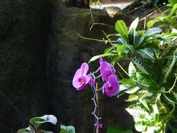 moth orchid with purple flowers in botanical garden