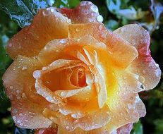 orange tender rose with raindrops