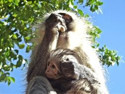 monkey vervet baby