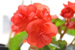 red flowers on a potted flower