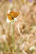 Yellow with black spots butterfly on a white flower