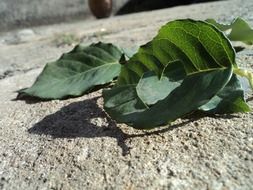 green leaves on asphalt close up