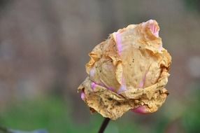 Withered rose on a stalk