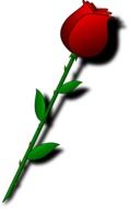 Red rose gift clipart