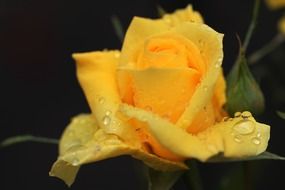 yellow rose raindrop blooms flower nature
