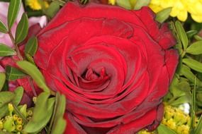 macro photo of saturated red rose