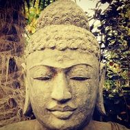 ancient stone buddha head sculpture in wild