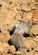 two pigeons on stony ground