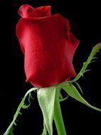 wondrous nice red rose flower