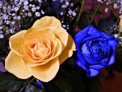 blue and yellow rose on a dark background