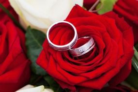 wedding rings on flowers