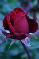 dark red velvety rose on the stem