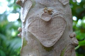 heart shape on the tree bark