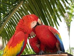 pair of colored parrots