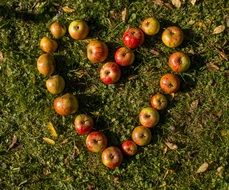 apples in the shape of a heart