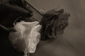 sweet sepia roses