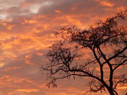 tree against the cloudy sky at sunset