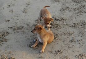 Brown puppies playing on the sand