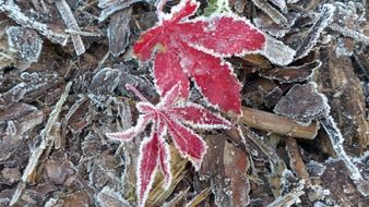 red hoarfrosted leaves on brown bark