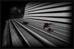 chestnuts on an empty bench