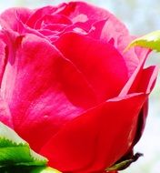 Red rose in the sunlight