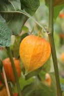 Orange physalis flowers