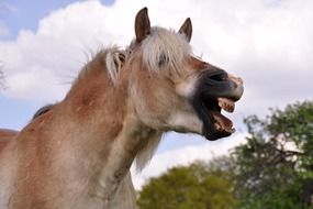 Cute horse laughing
