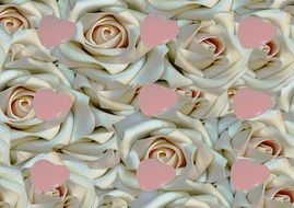 white roses and hearts