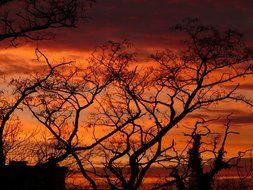 trees against the dark sky at sunset