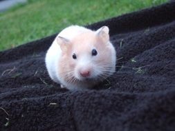 photo of the cute hamster