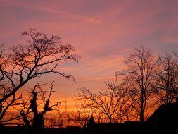 trees against the sky at sunset