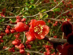 Red flowers on a tree branches
