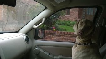Dog in a car