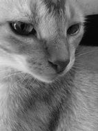 black and white portrait of a cat close up