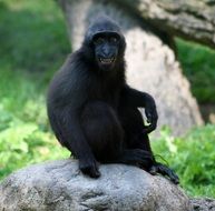 Black sitting monkey on the stone, macaca nigra