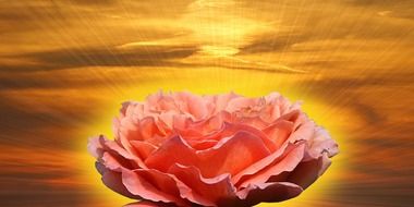 pink flower on the background of the sunset sky