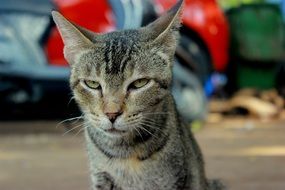 cat with angry face close up