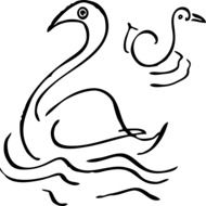 Black and white swans