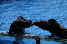 kiss of sea lions