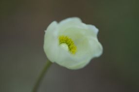 Small anemone flower