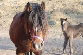 Mother and baby horses