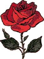 red rose drawing