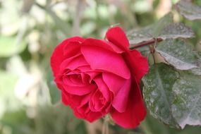 rose love in spring