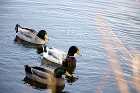 three beautiful ducks in the pond