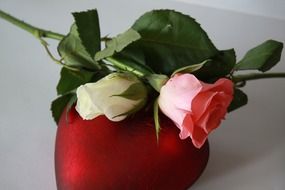 White and pink roses on a red heart