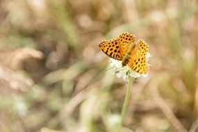 Yellow spotty butterfly on a blurred background